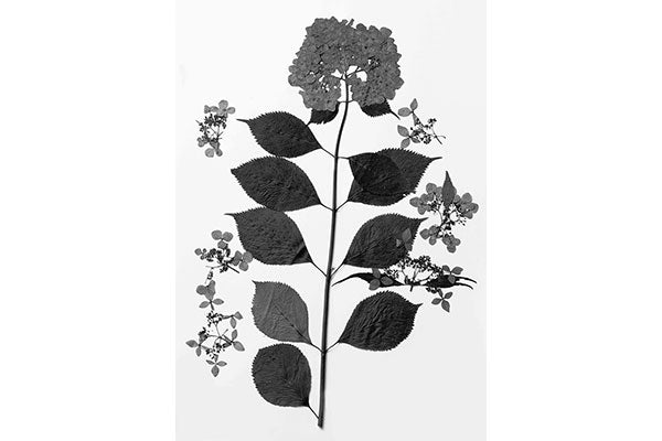 KAZE ART PLANNING / Makino Botanical Art Project by Ichigo