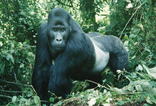 山極壽一氏コラム「アートが拓く知的創造の世界に参加しよう」を公開しました