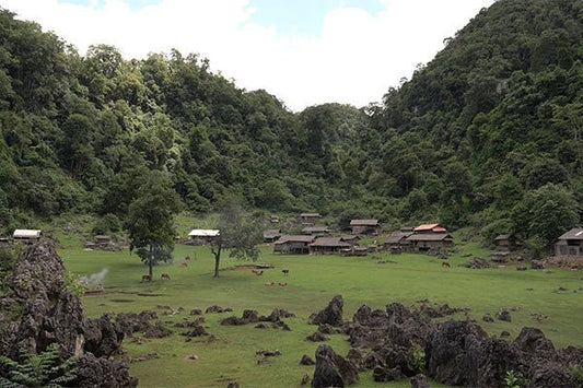 フォン・タオ・グエン